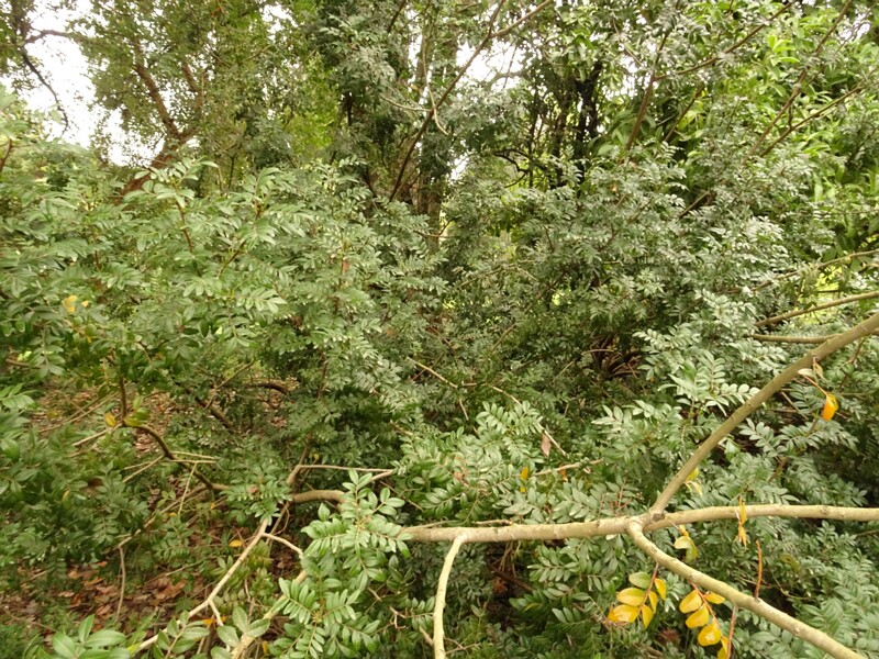 DSC02187