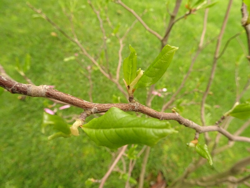 DSC02087