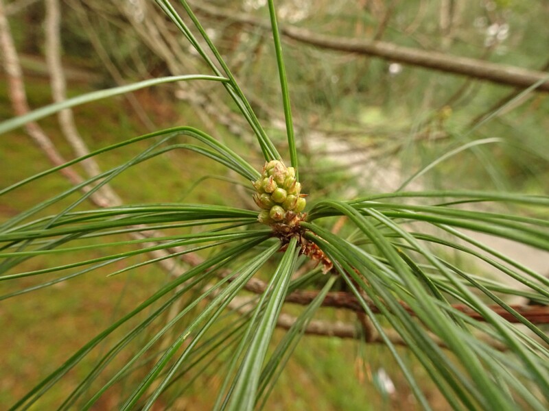en. Bhutan pine, ru. Сосна гималайская, lat. Pinus wallichiana