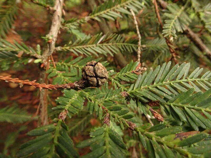 en. California redwood, ru. Секвойя вечнозелёная, lat. Sequoia sempervirens