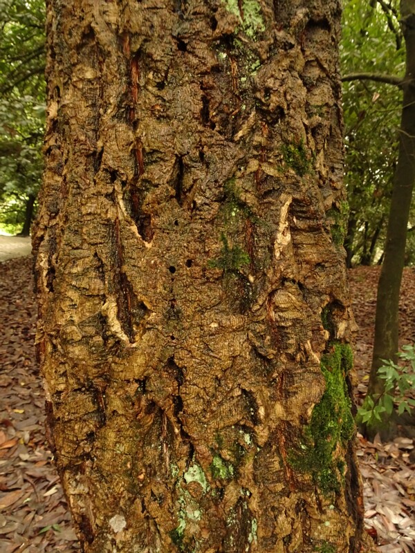 en. Chinese cork oak, ru. Дуб изменчивый, lat. Quercus variabilis