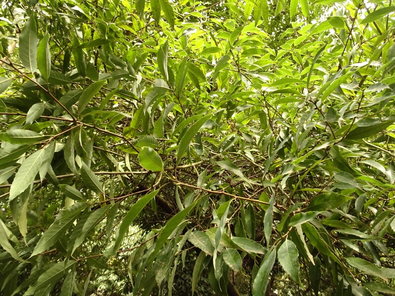 en. Chinese evergreen oak, ru. Дуб мирзинолистный, lat. Quercus myrsinifolia