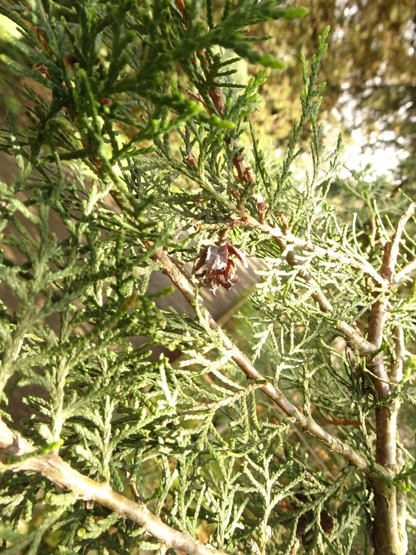 en. Chinese thuja, ru. Плосковеточник восточный, lat. Platycladus orientalis