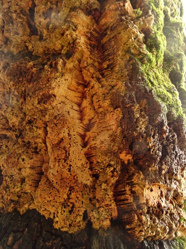en. Cork oak, ru. Дуб пробковый, lat. Quercus suber