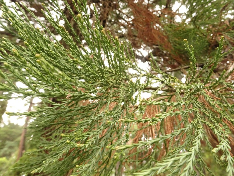 en. Giant sequoia, ru. Секвойядендрон гигантский, Sequoiadendron giganteum