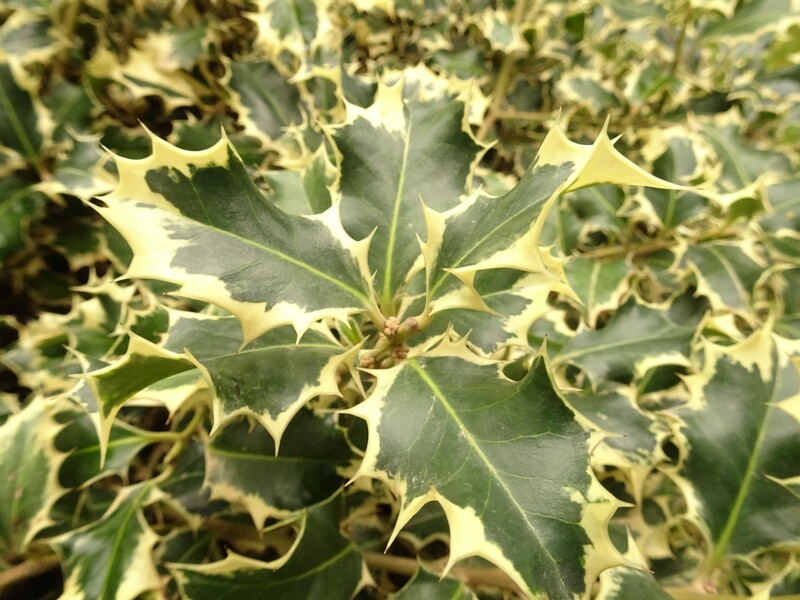 en. Holly olive 'Variegated', ru. Османтус разнолистный 'Пестрый', lat. Osmanthus heterophyllus 'Variegatus'