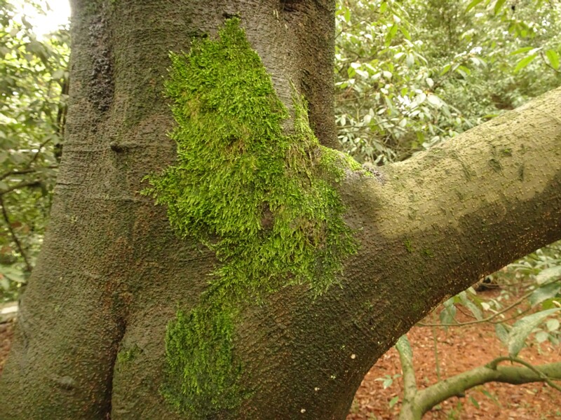 en. Japanese blue oak, ru. Дуб сизый, lat. Quercus glauca