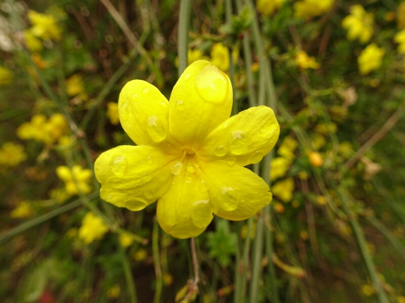 en. Japanese jasmine, ru. Жасмин Месни, lat. Jasminum mesnyi