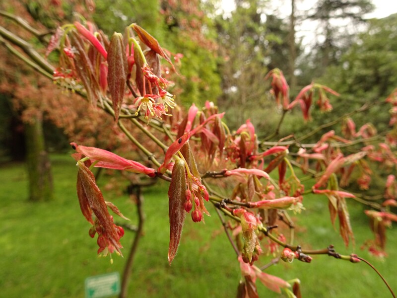 en. Japanese maple, ru. Клён дланевидный, lat. Acer palmatum