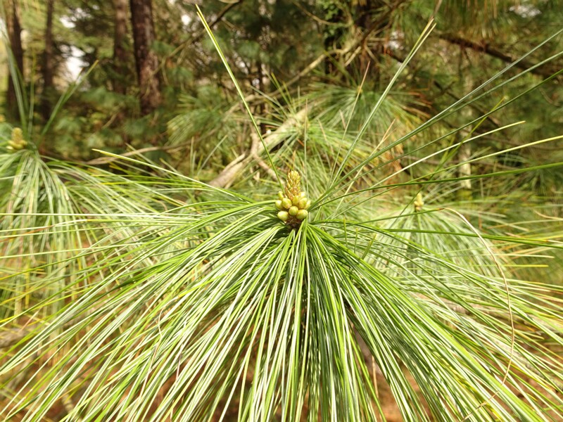 en. Japanese red pine, ru. Сосна густоцветковая, lat. Pinus densiflora