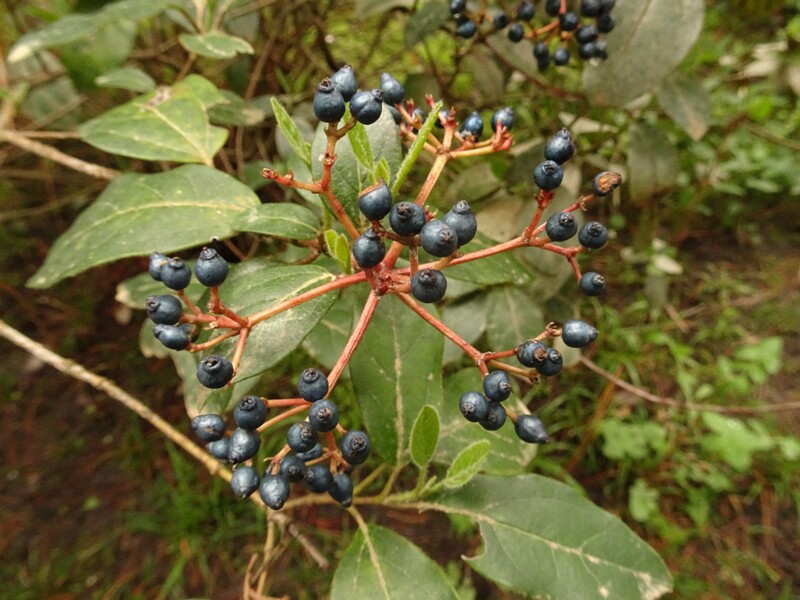 en. Laurustinus, ru. Калина лавролистная, lat. Viburnum tinus