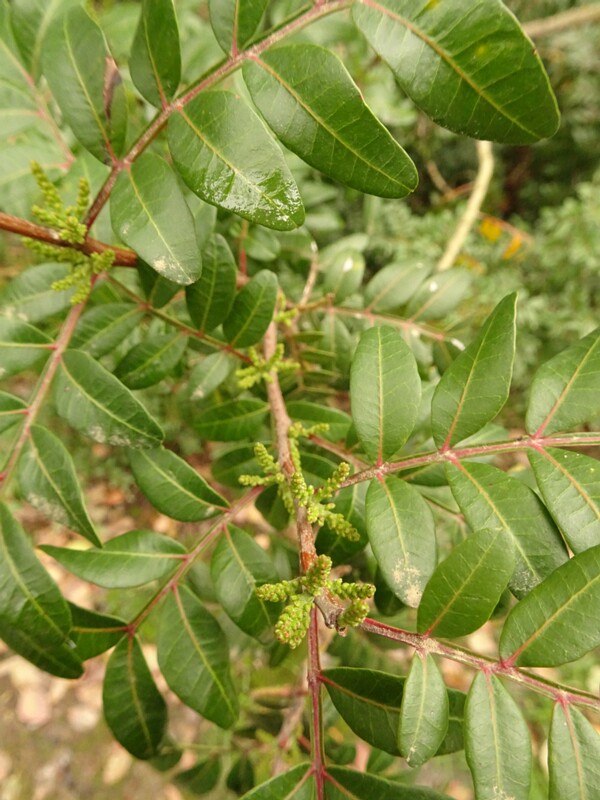 en. Mastic tree, ru. Мастиковое дерево, lat. Pistacia lentiscus