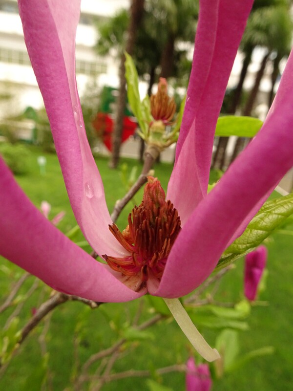 en. Mulan magnolia, ru. Магнолия лилиецветная, lat. Magnolia liliiflora