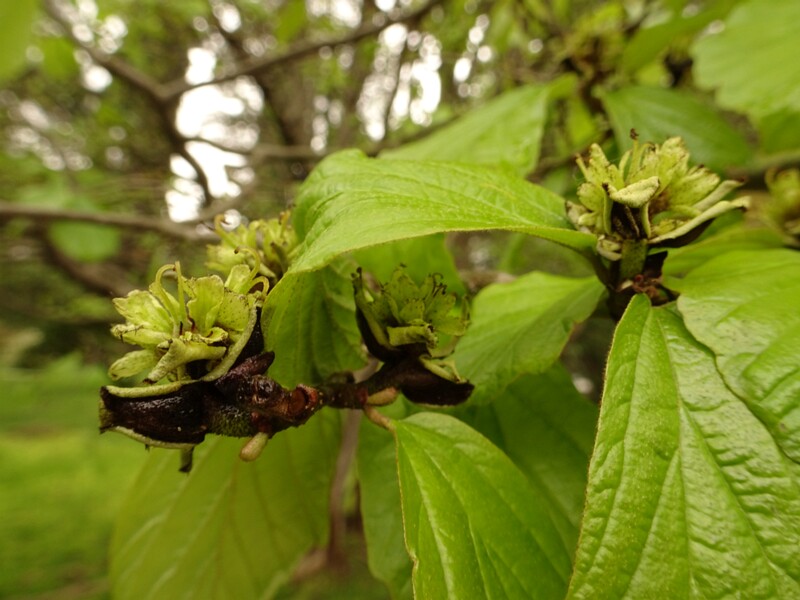 en. Persian ironwood, ru. Парротия персидская, lat. Parrotia persica
