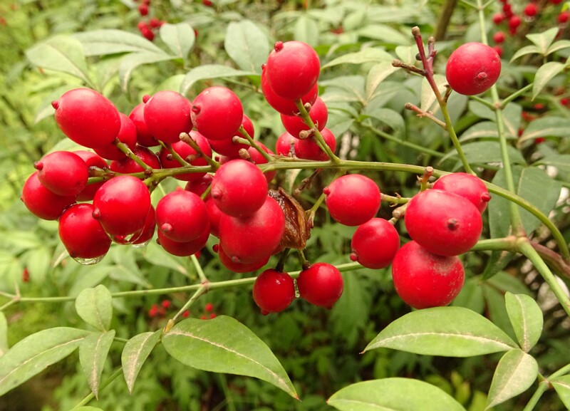 en. Sacred bamboo, ru. Нандина домашняя, lat. Nandina domestica