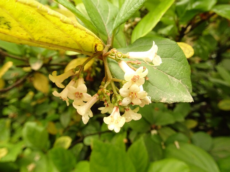 en. Sandankwa viburnum, ru. Калина повислая, lat. Viburnum suspensum