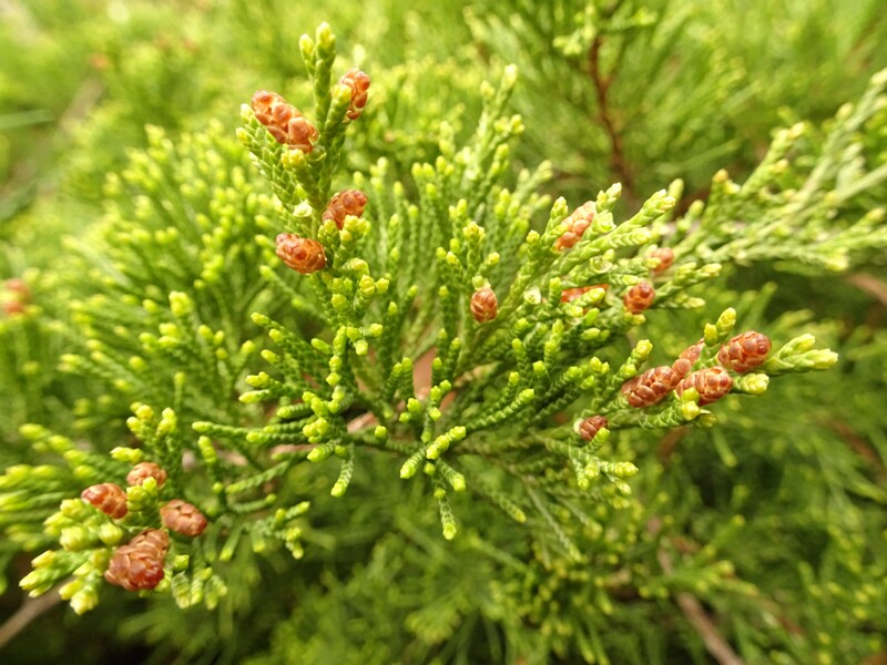 en. Savin juniper, ru. Можжевельник казацкий, lat. Juniperus sabina
