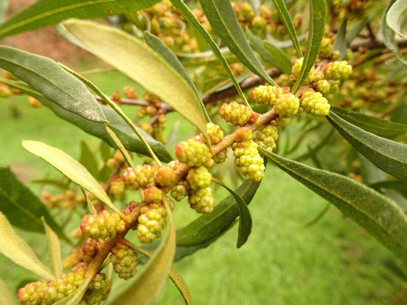 en. Seaberry, ru. Облепиха крушиновидная, lat. Hippophae rhamnoides