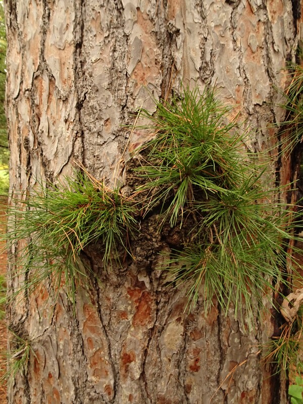 en. Shortleaf pine, ru. Сосна короткохвойная, lat. Pinus echinata