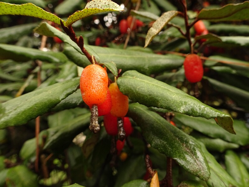 en. Spiny oleaster, ru. Лох колючий, lat. Elaeagnus pungens