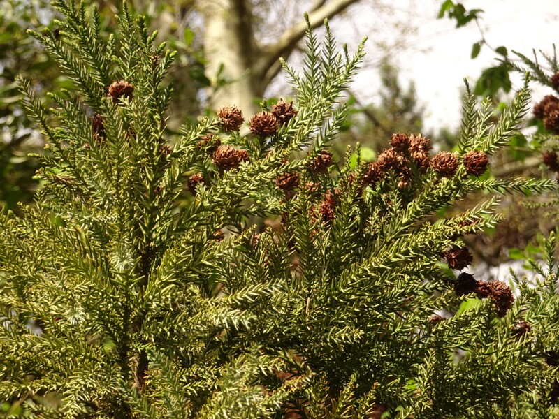 en. Sugi, ru. Криптомерия японская, lat. Cryptomeria japonica