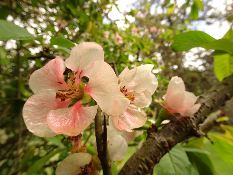 en. Vilmorin quince, ru. Хеномелес x Вильморена, lat. Chaenomeles x vilmoriniana