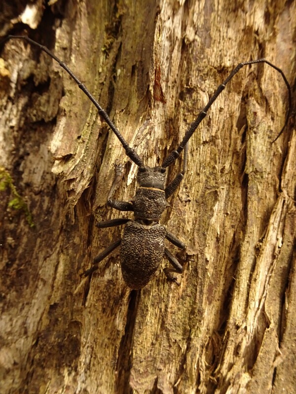 Monochamus urussovi