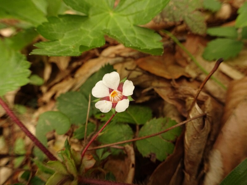 DSC02638