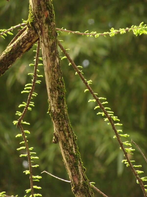 en. Bald cypress, ru. Таксодиум двурядный, lat. Taxodium distichum