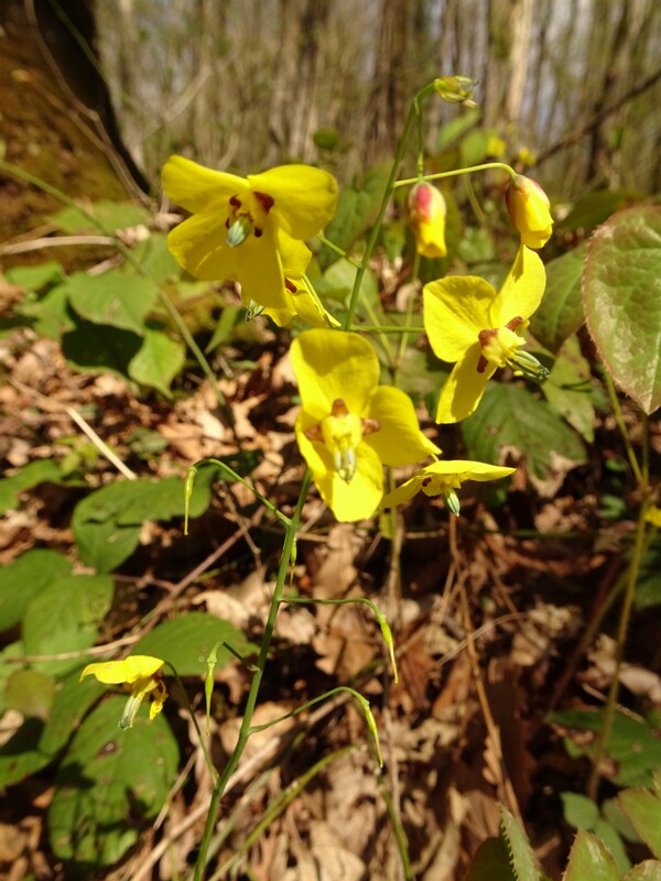 en. Bishop's hat, ru. Горянка перистолистная, lat. Epimedium pinnatum