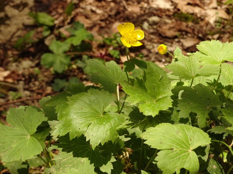 en. Cappadocian buttercup, ru. Лютик каппадокийский, lat. Ranunculus cappadocicus