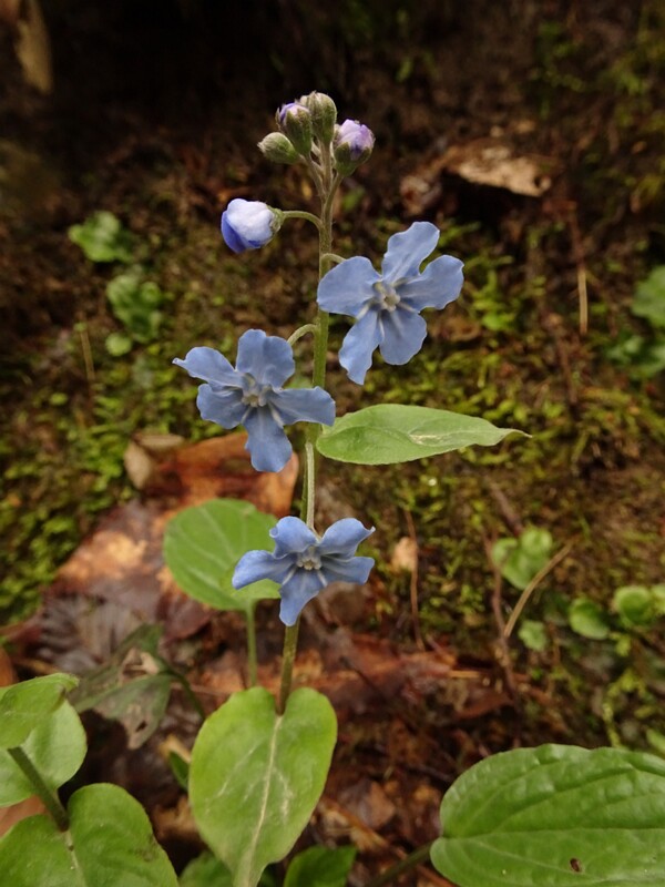 en. Cappadocian navelwort, ru. Пупочник каппадокийский, lat. Omphalodes cappadocica