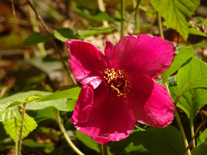 en. Caucasian peony, ru. Пион кавказский, lat. Paeonia caucasica