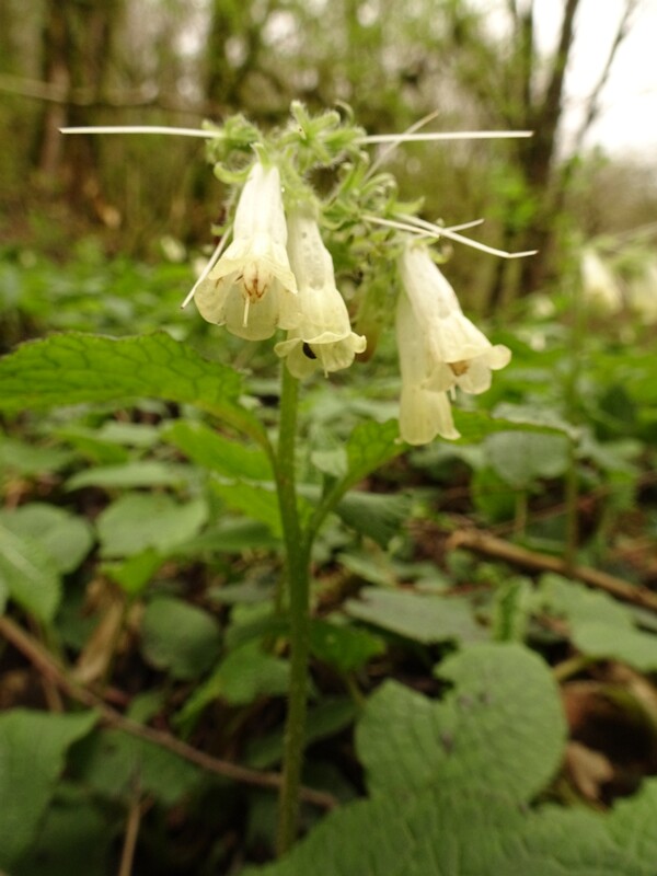 en. Comfrey, ru. Окопник крупный, lat. Symphytum grandiflorum