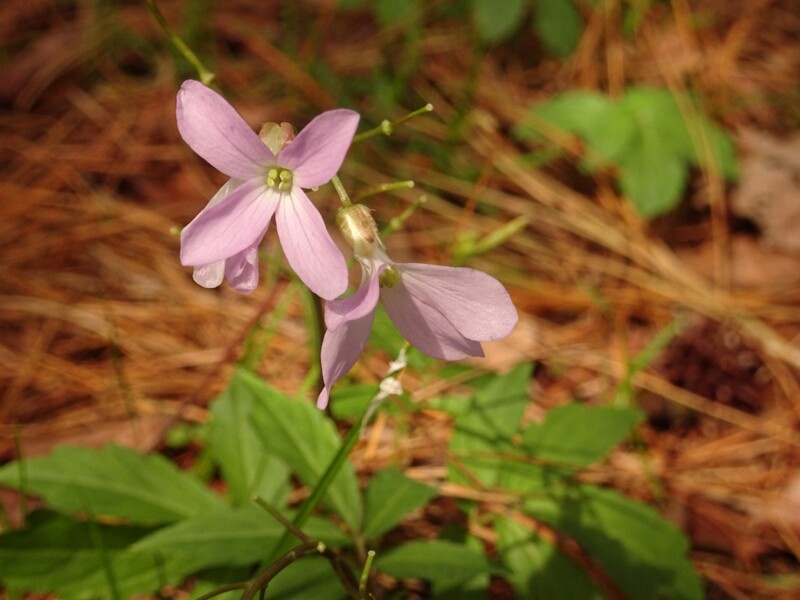 en. Five-leaved cuckoo flower, ru. Сердечник пятилистный, lat. Dentaria quinquefolia