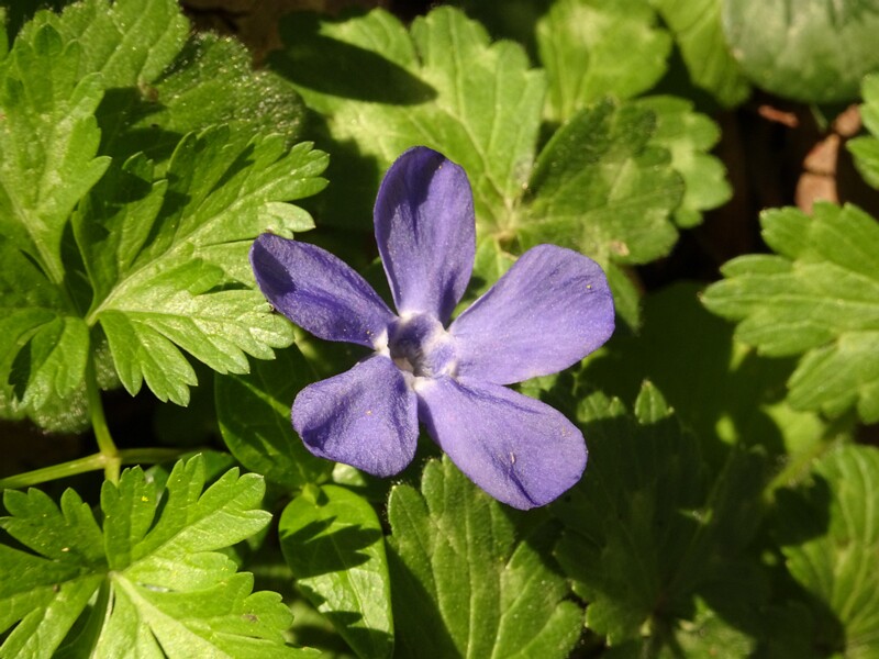 en. Hairy bigleaf periwinkle, ru. Барвинок опушенный, lat. Vinca pubescens