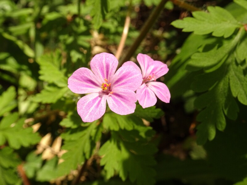 en. Herb robert, ru. Герань Роберта, lat. Geranium robertianum