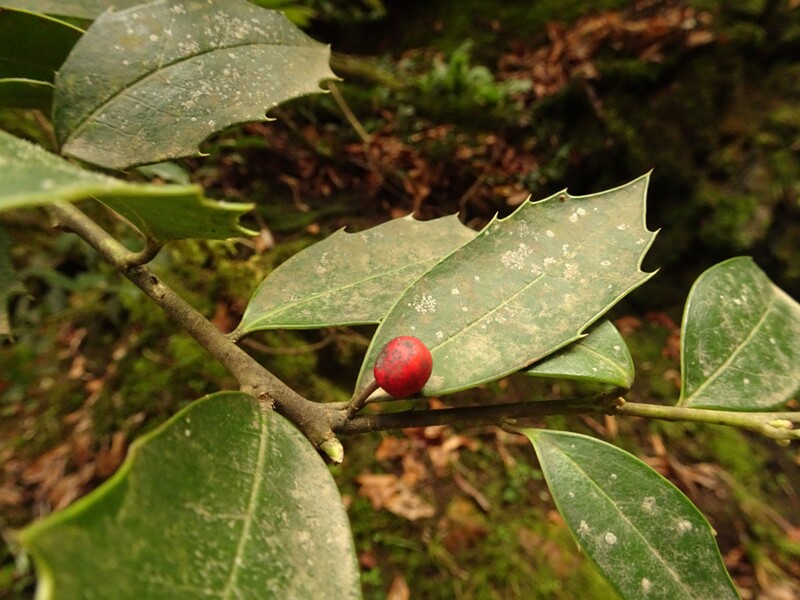 en. Holly olive, ru. Османтус разнолистный, lat. Osmanthus heterophyllus