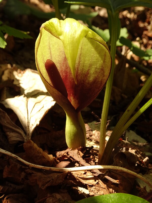 en. Italian arum, ru. Аронник итальянский, lat. Arum italicum
