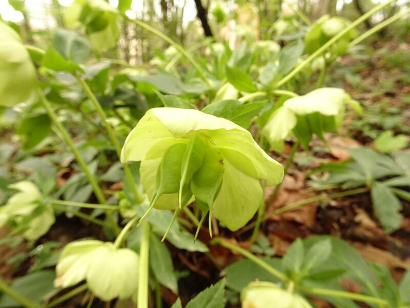 en. Lenten rose, ru. Морозник восточный, lat. Helleborus caucasicus