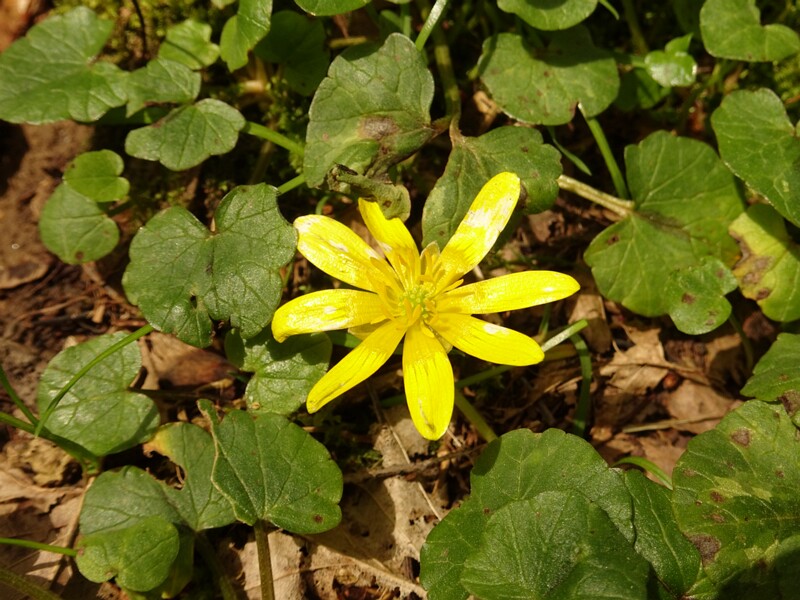en. Lesser celandine, ru. Чистяк весенний, lat. Ficaria verna