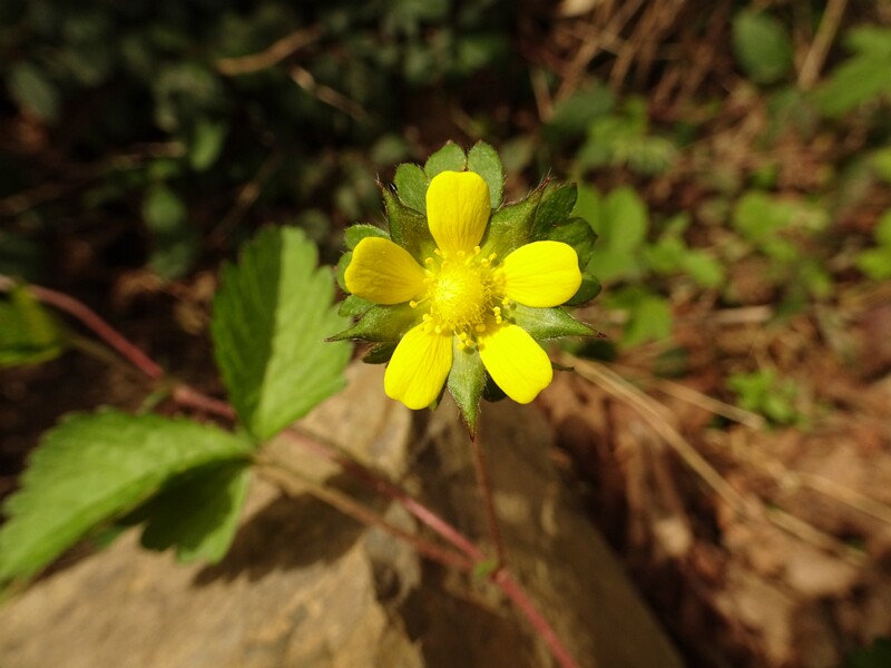 en. Mock strawberry, ru. Лапчатка индийская, lat. Duchesnea indica