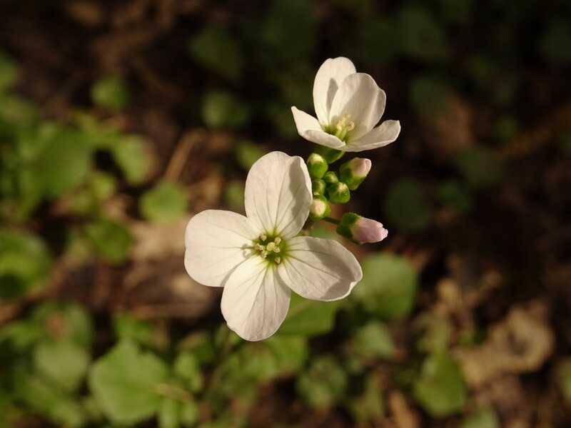 en. Nordmann rockcress, ru. Резуха Нордманна, lat. Arabis nordmanniana