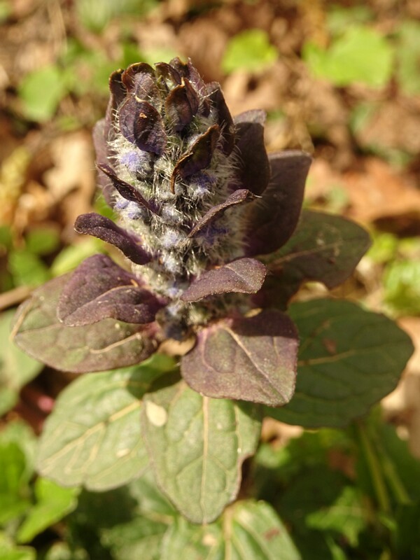 en. Oriental bugle, ru. Живучка восточная, lat. Ajuga orientalis