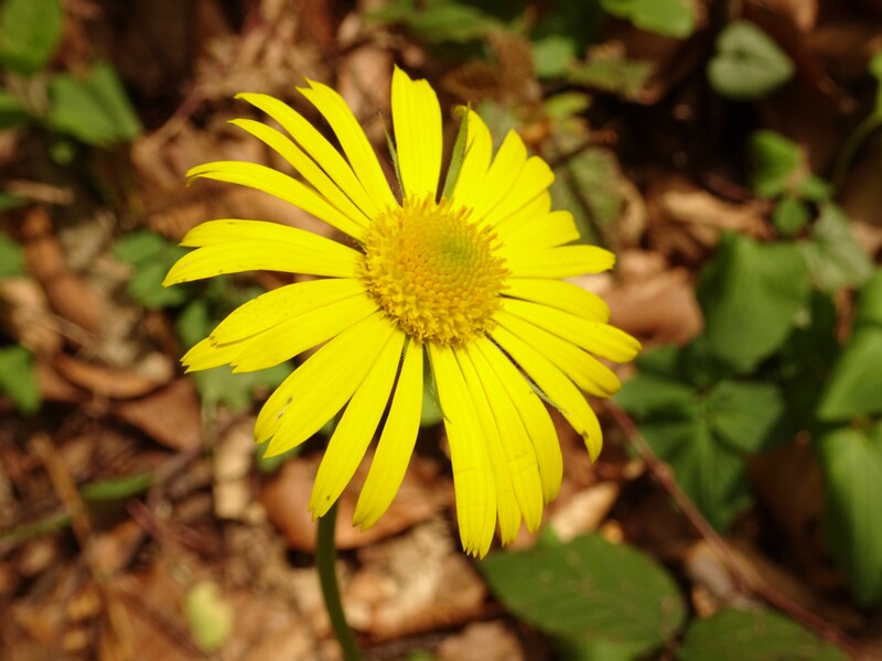 en. Oriental leopard's‑bane, ru. Дороникум восточный, lat. Doronicum orientale