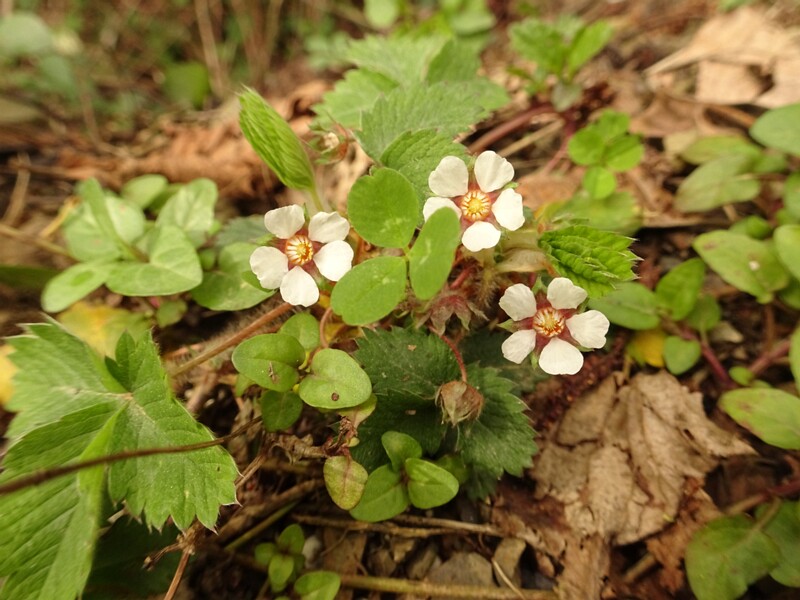 en. Pink barren strawberry, ru. Лапчатка мелкоцветковая, lat. Potentilla micrantha