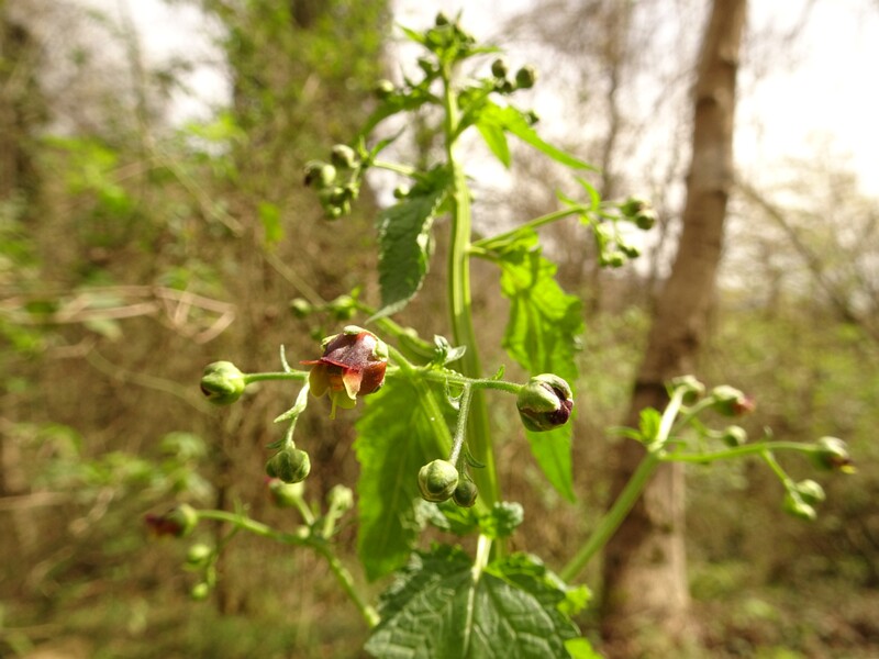 en. Scopoli figwort, ru. Норичник Скополи, lat. Scrophularia scopolii