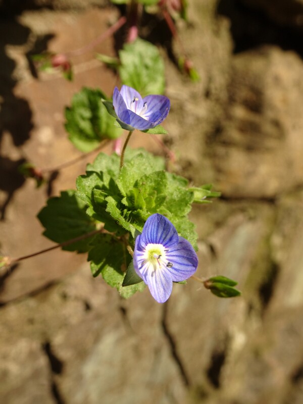 en. Slender speedwell, ru. Вероника нитевидная, lat. Veronica filiformis