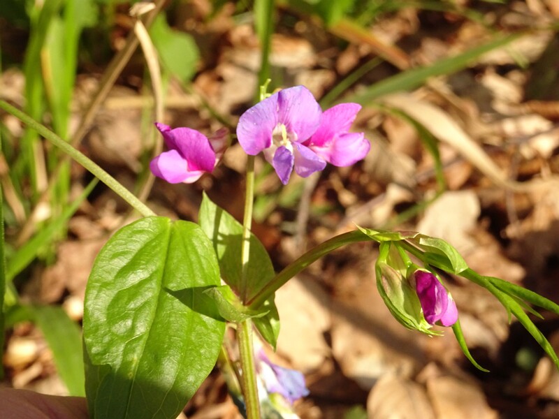 en. Spring vetchling, ru. Чина весенняя, lat. Lathyrus vernus