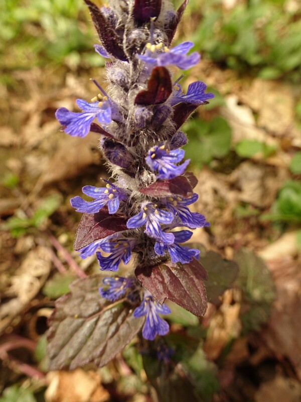 en. Upright bugle, ru. Живучка женевская, lat. Ajuga genevensis